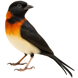 Paradise Whydah
